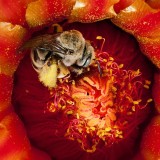 ShockBlast-cactus-bee-flower_36873_990x742-927116