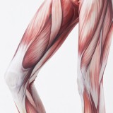 ShockBlast-musclelegs-detail-Edit_grande-692145 ShockBlast-musclelegs-detail-Edit_grande-692145
