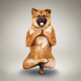 ShockBlast-Yoga-Dogs-1