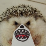 Getting-creative-with-your-Hedgehog-ShockBlast
